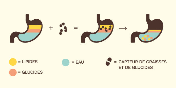 Dessin explicatif comment fonctionnent les bloqueurs de graisses et de glucides BEAVITA